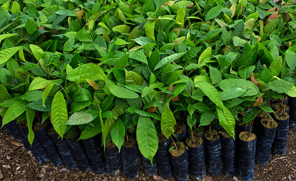 Cacao seedling