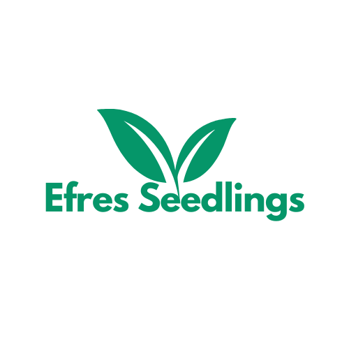 Efres Seedlings