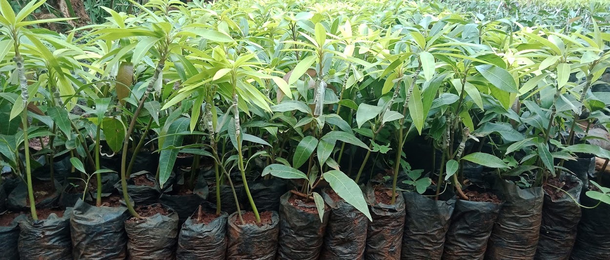 Mango seedling