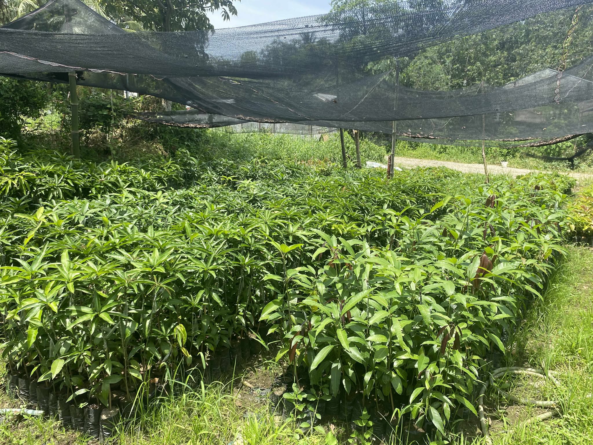Nursery operations